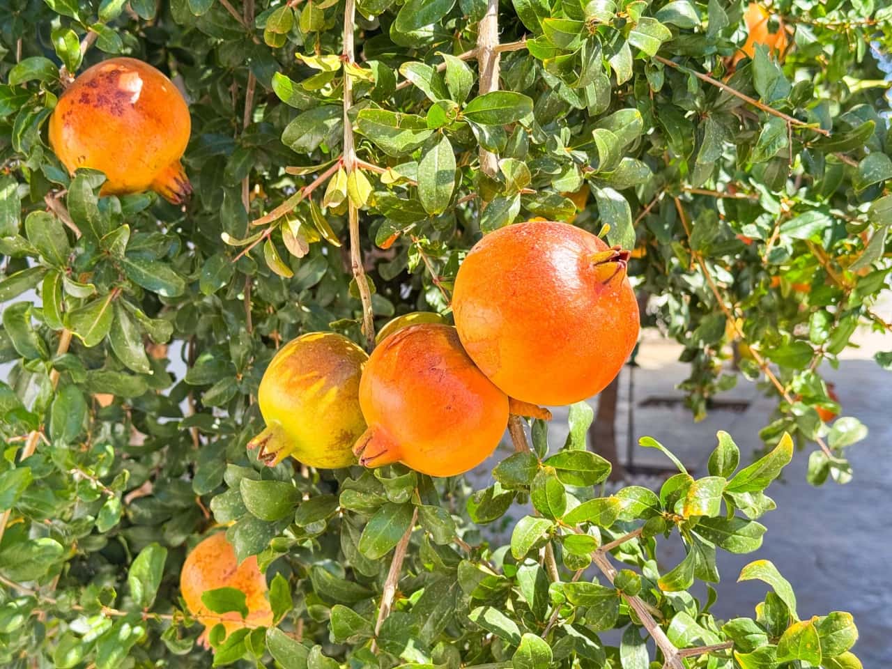 6 Zimmer Villa zu verkaufen in San Fulgencio mit Pool Garage - 699.000 € (Ref: 9279846)