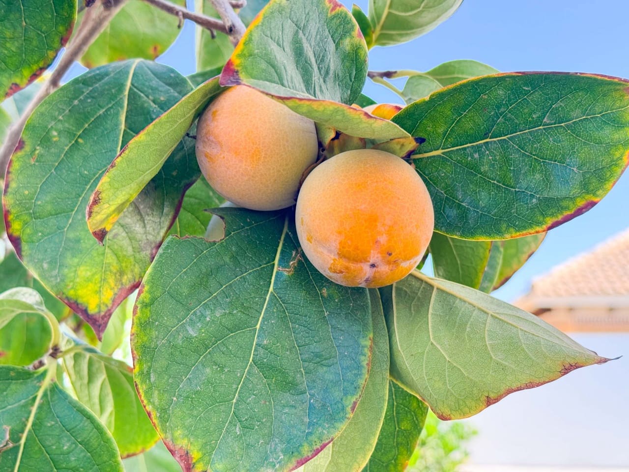 6 Zimmer Villa zu verkaufen in San Fulgencio mit Pool Garage - 699.000 € (Ref: 9279846)