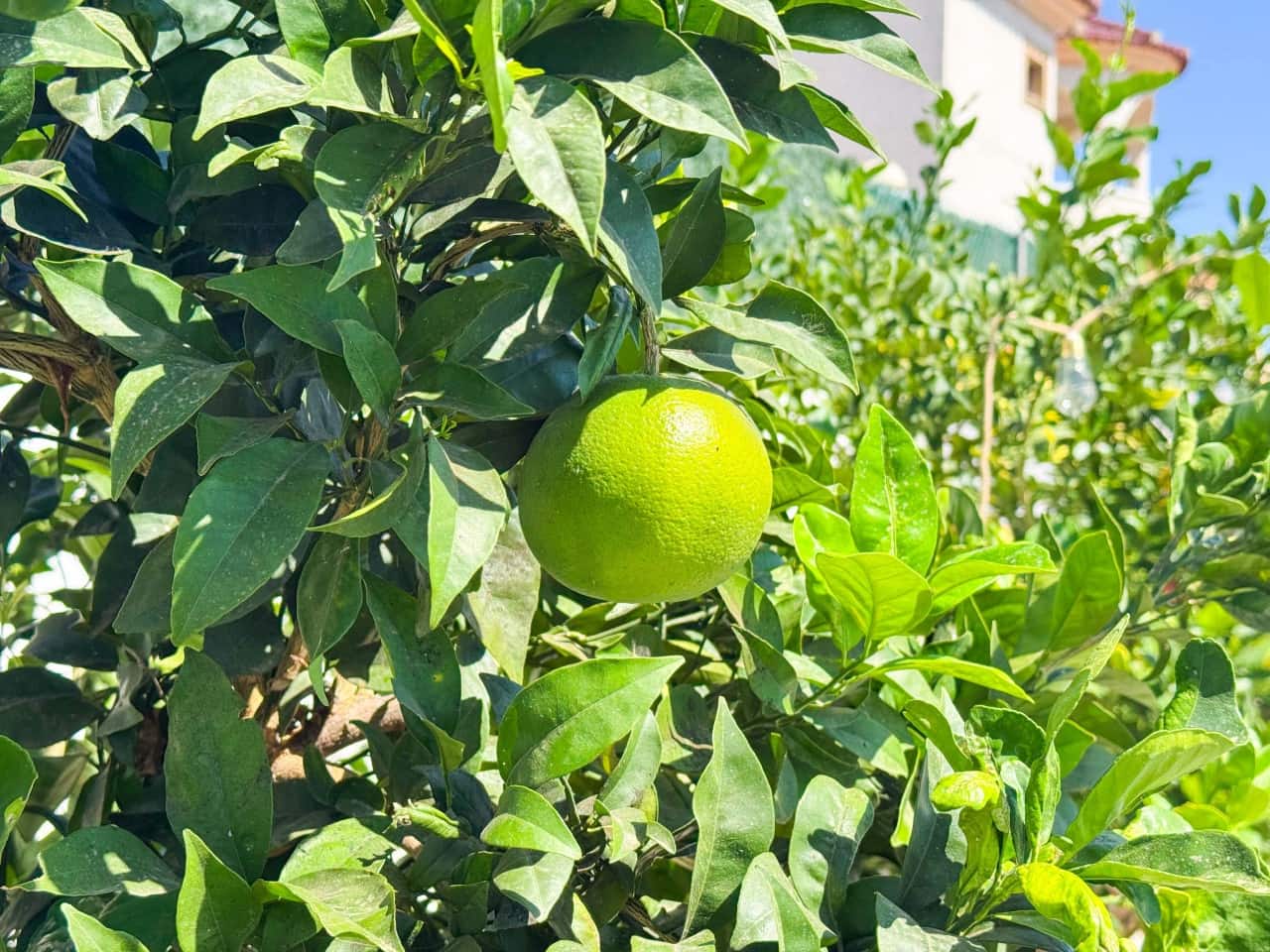 6 Zimmer Villa zu verkaufen in San Fulgencio mit Pool Garage - 699.000 € (Ref: 9279846)