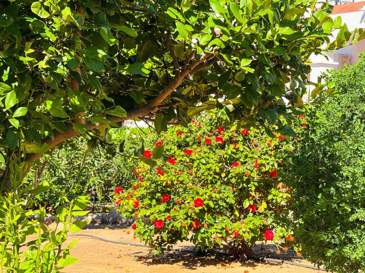 2 sovrum Lägenhet till salu i Orihuela Costa med pool garage - 199 000 € (Ref: 9357862)