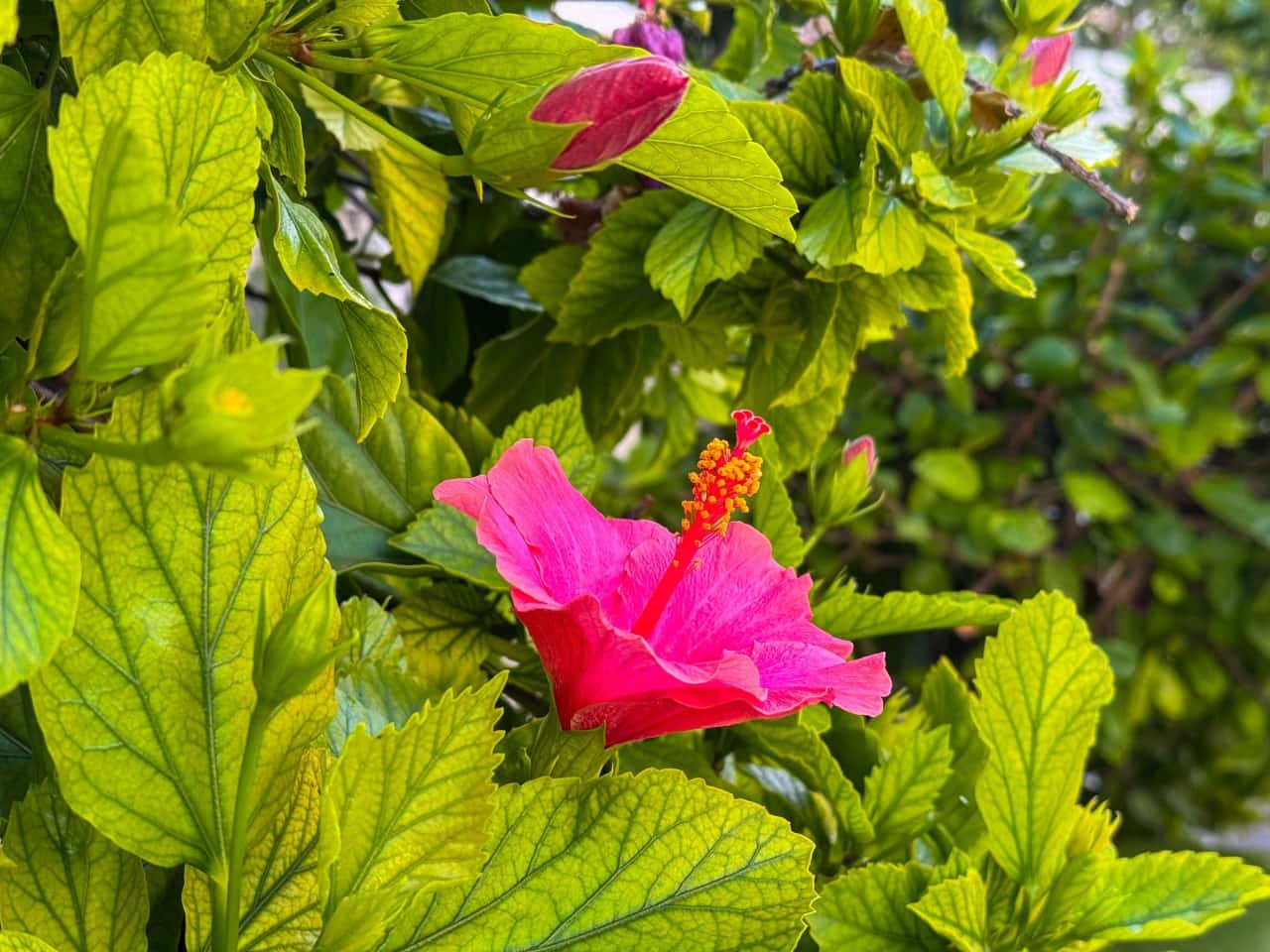 1 slaapkamer Appartement te koop in Torrevieja met zwembad - € 110.000 (Ref: 9386723)