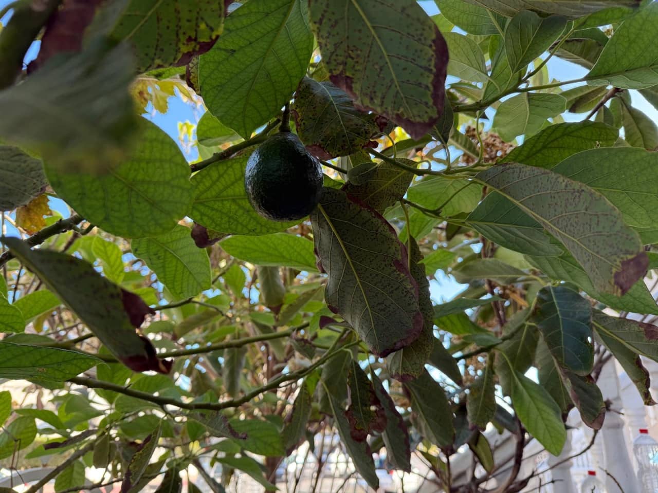 1 chambre Villa/Maison à vendre à Torrevieja - 157 500 € (Ref: 9460596)