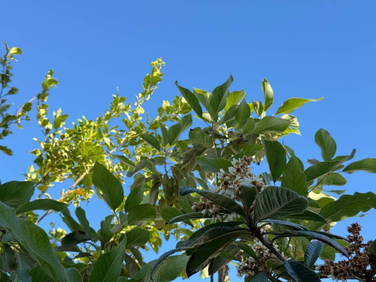 1 chambre Villa/Maison à vendre à Torrevieja - 157 500 € (Ref: 9460596)