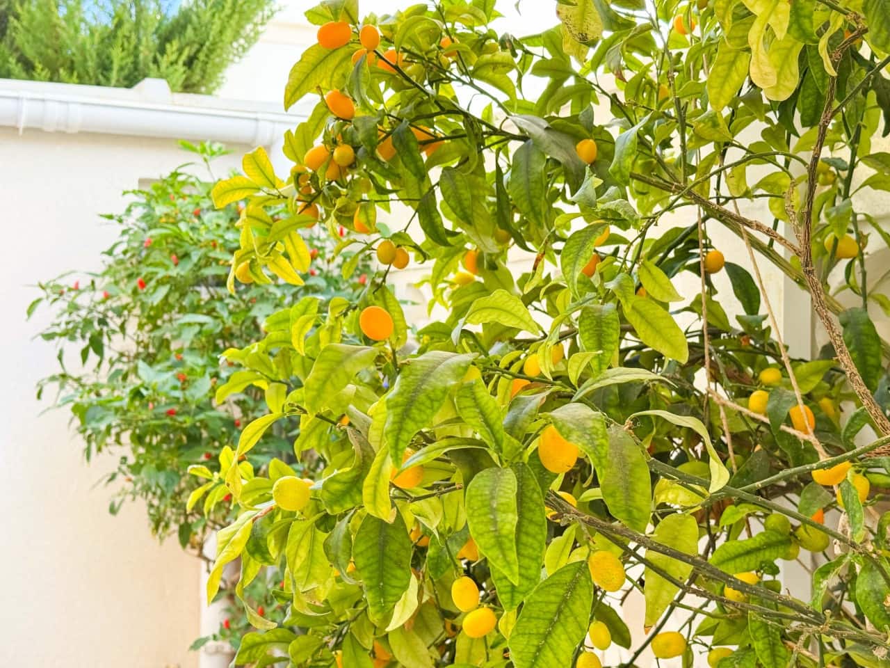 2 soverom Villa til salgs i Torrevieja med svømmebasseng garasje - € 159 900 (Ref: 9502924)