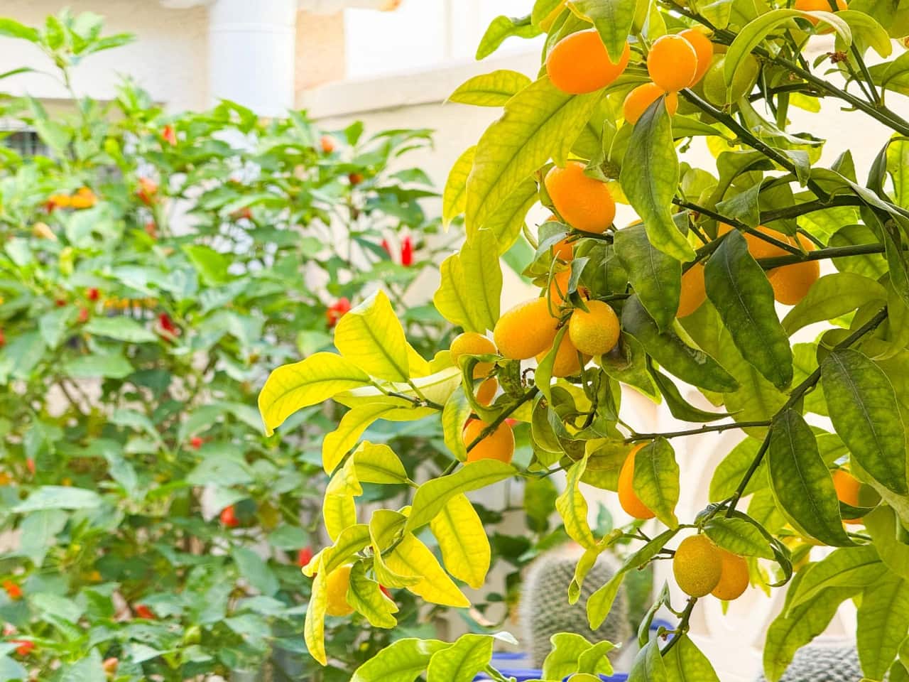 2 soverom Villa til salgs i Torrevieja med svømmebasseng garasje - € 159 900 (Ref: 9502924)