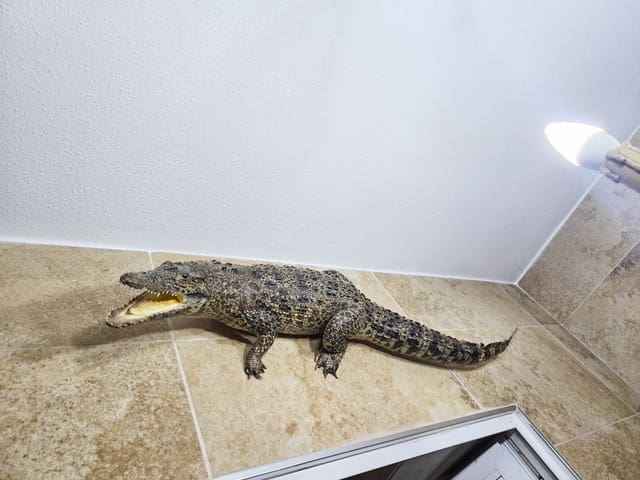 3 chambre Maison de Ville à vendre à Los Frutales, Torrevieja avec piscine - 189 900 € (Ref: 9650824)