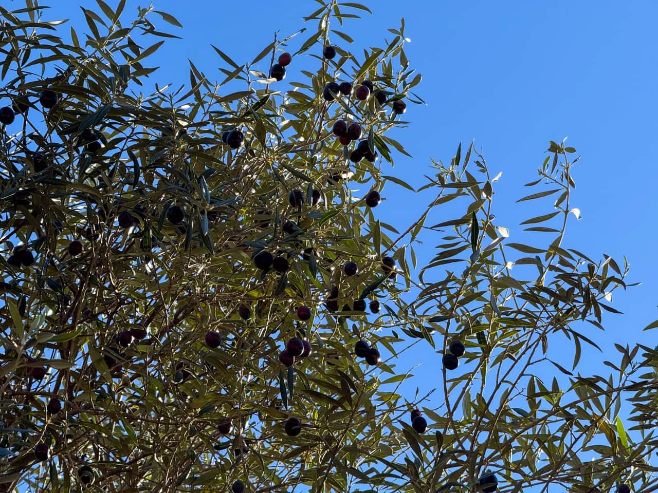 Terreno Não Urbanizado para venda em Marbella - 2 285 000 € (Ref: 9679333)