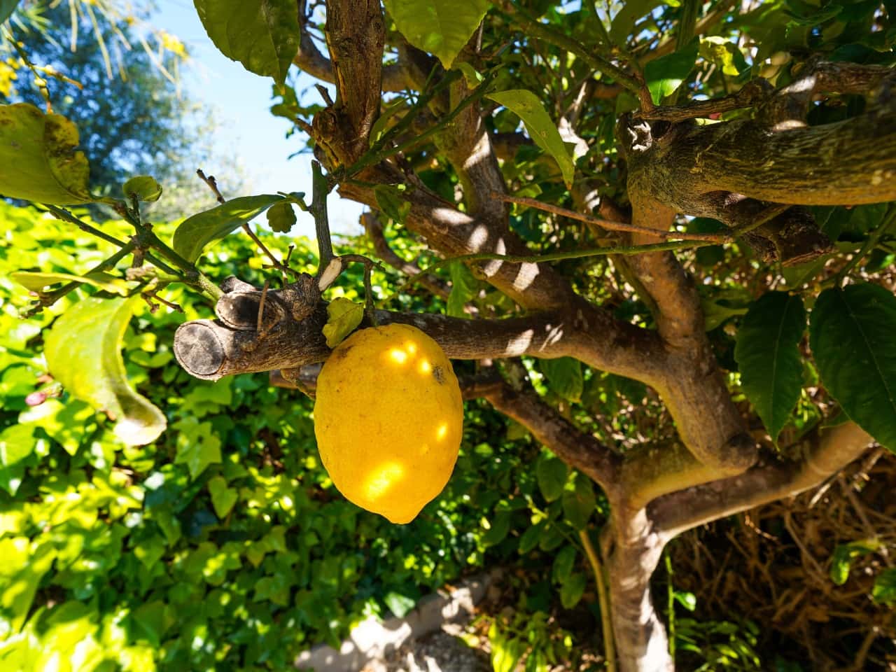 3 bedroom Villa for sale in Los Balcones with pool garage - € 399,000 (Ref: 9726204)