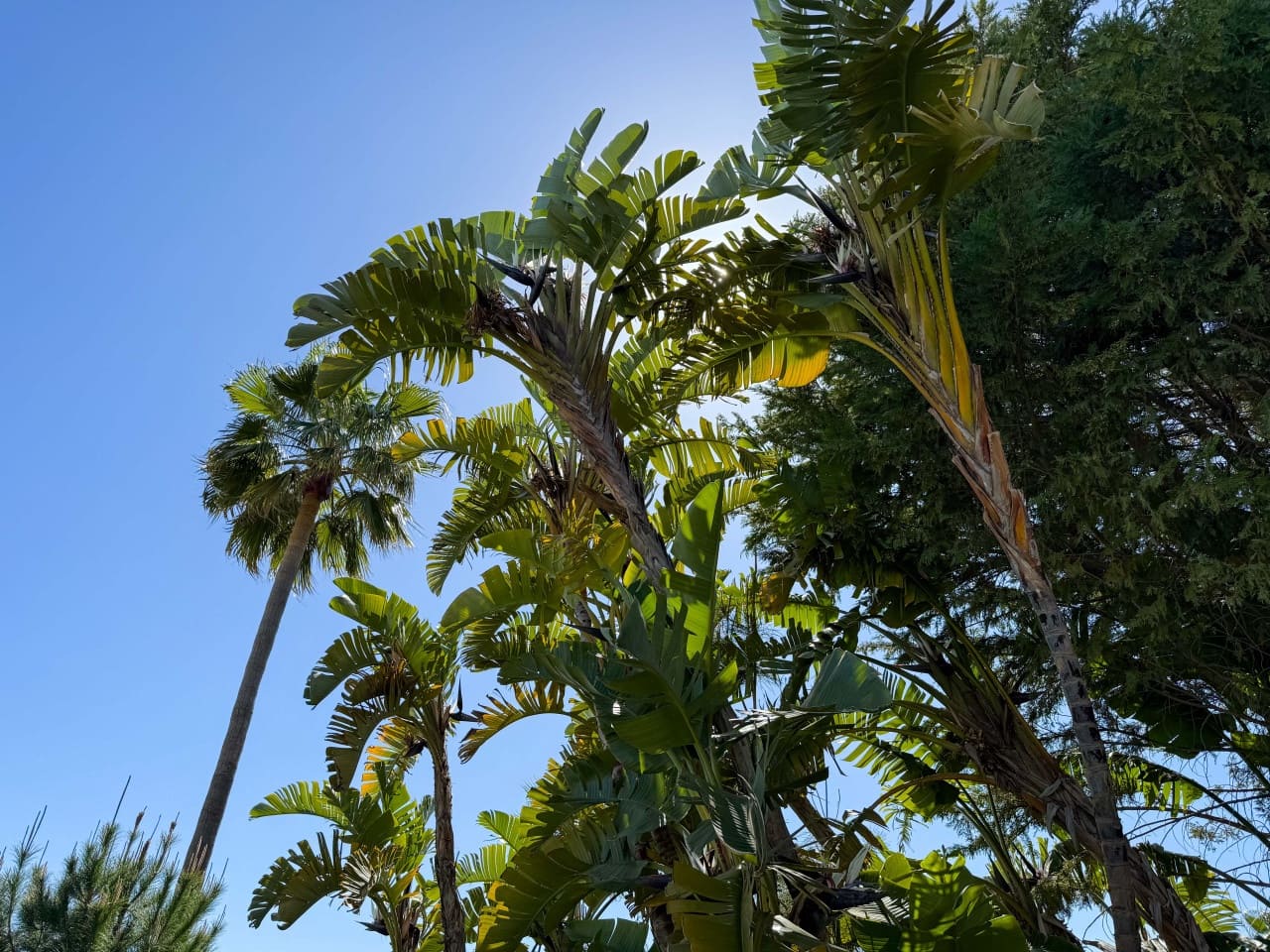 5 quarto Moradia para venda em New Golden Mile com piscina garagem - 20 000 € (Ref: 9743103)