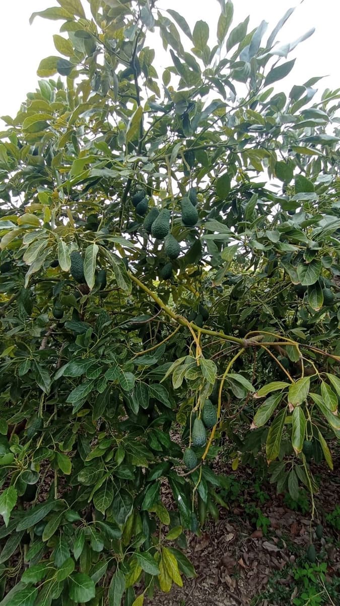 Finka/Dom wiejski na sprzedaż w Torrox-Costa - 64 000 € (Ref: 9111835)