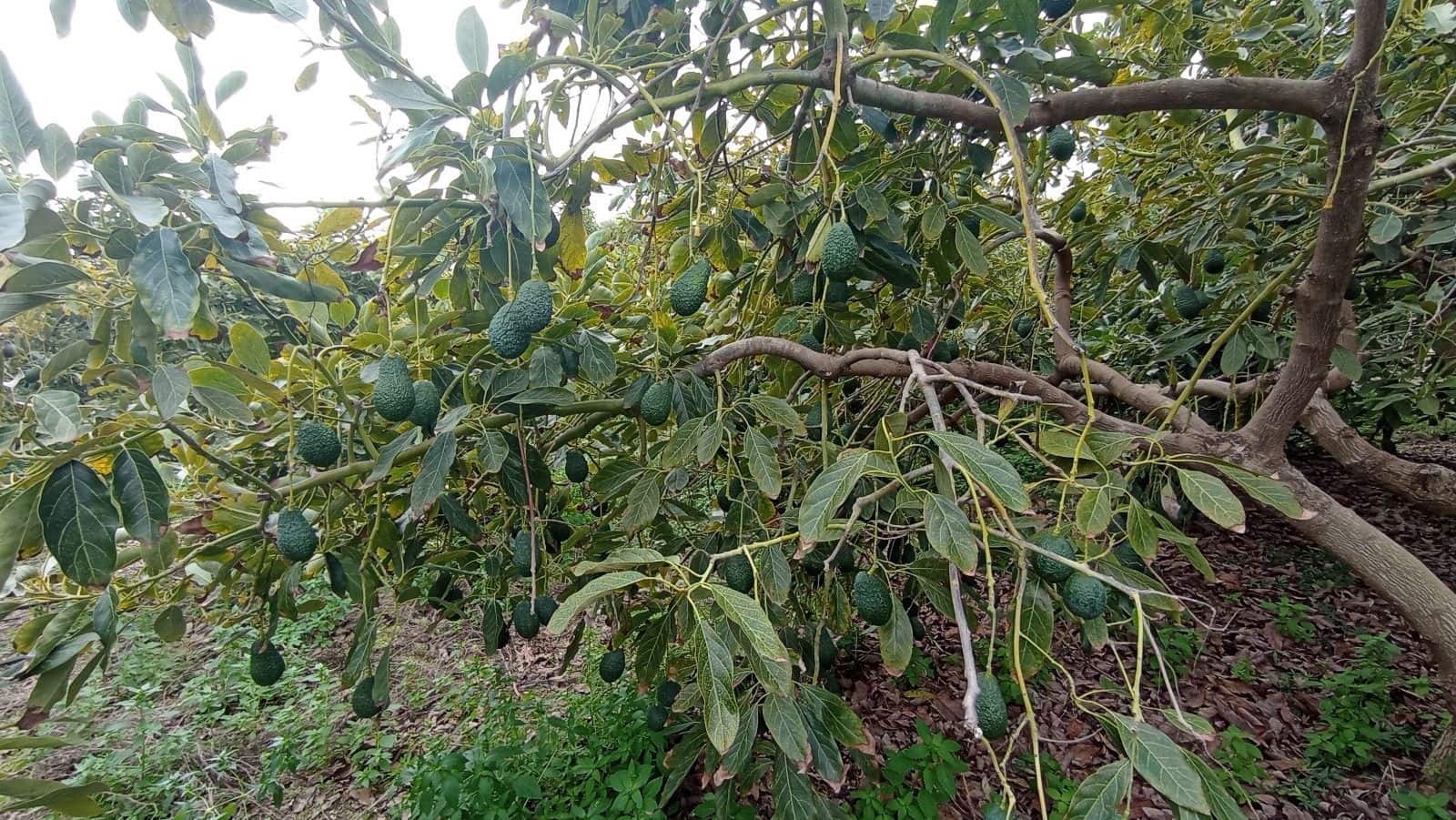 Finka/Dom wiejski na sprzedaż w Torrox-Costa - 64 000 € (Ref: 9111835)