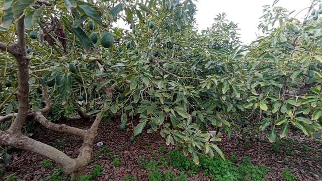 Finca/Landehus til salg i Torrox-Costa, Torrox - € 64.000 (Ref: 9111835)