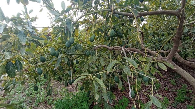 Finca/Landehus til salg i Torrox-Costa, Torrox - € 64.000 (Ref: 9111835)