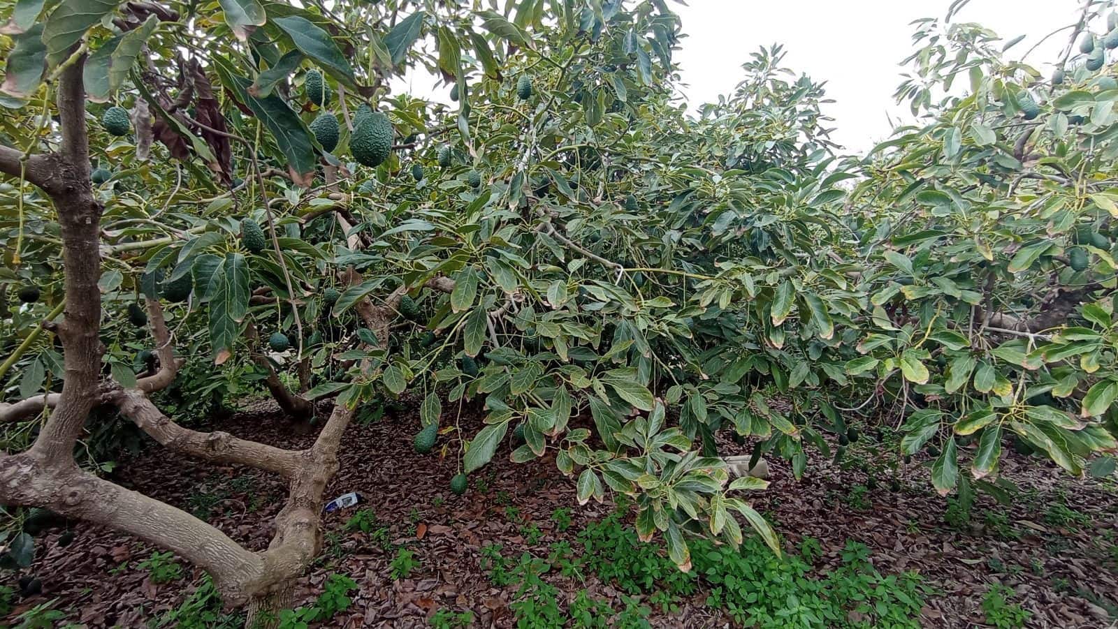 Finka/Dom wiejski na sprzedaż w Torrox-Costa - 59 000 € (Ref: 9111837)