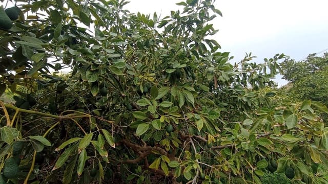 Finca/Landehus til salg i Torrox-Costa, Torrox - € 59.000 (Ref: 9111837)