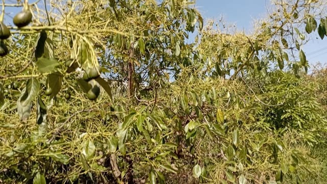 Finca/Landehus til salg i Torrox-Costa, Torrox - € 59.000 (Ref: 9111837)