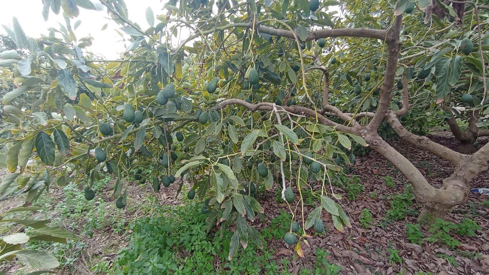 Finka/Dom wiejski na sprzedaż w Torrox-Costa - 59 000 € (Ref: 9111837)