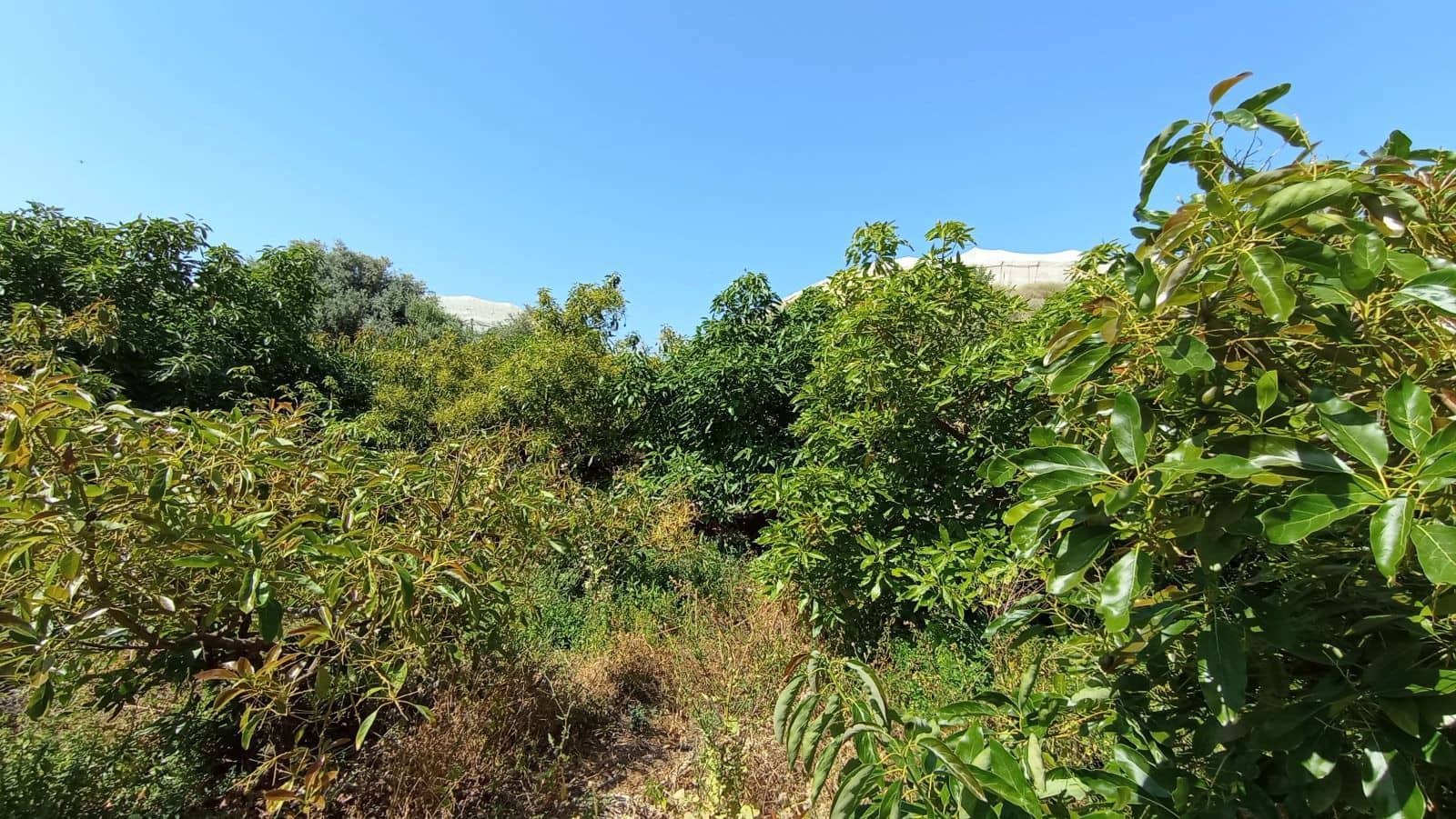 Finka/Dom wiejski na sprzedaż w Torrox-Costa - 59 000 € (Ref: 9111837)