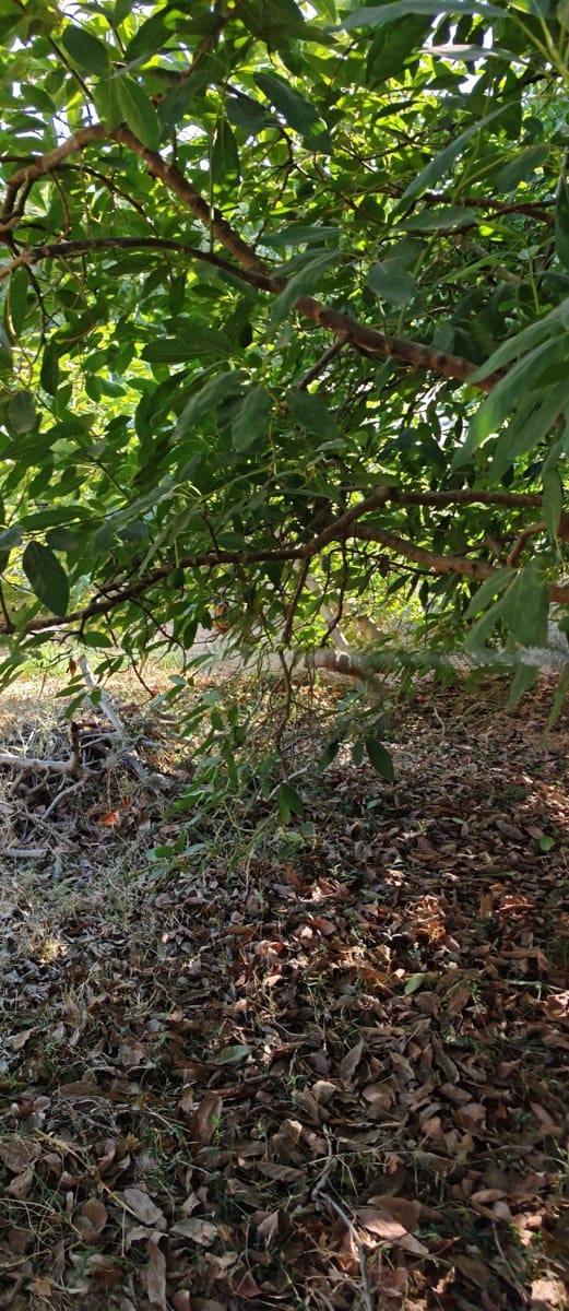 Finca/Landgut zu verkaufen in Torrox-Costa - 90.000 € (Ref: 9111838)