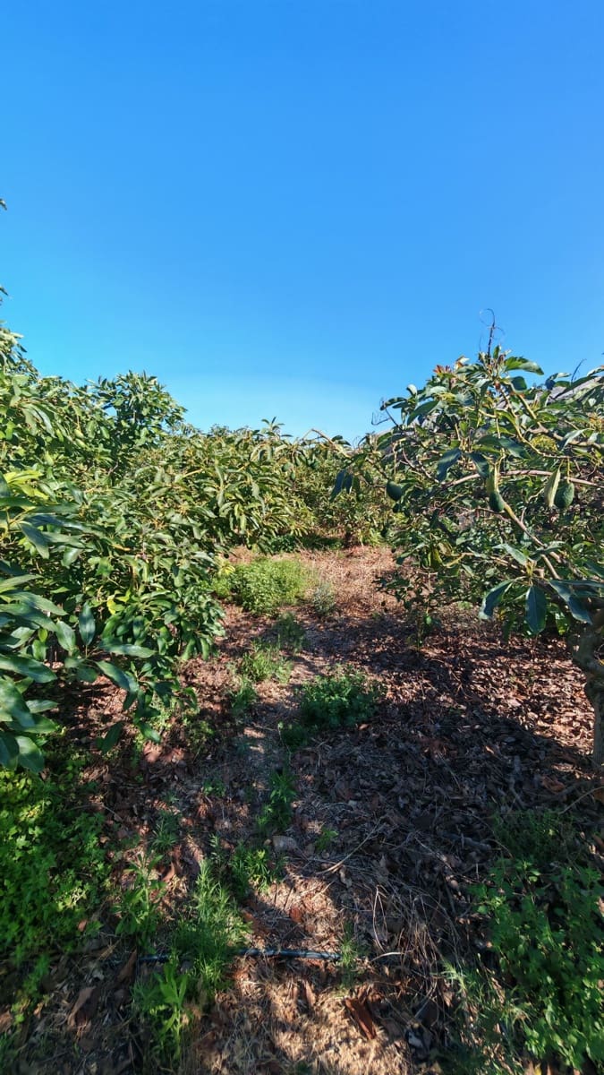 Finca/Landgut zu verkaufen in Torrox-Costa - 90.000 € (Ref: 9111838)