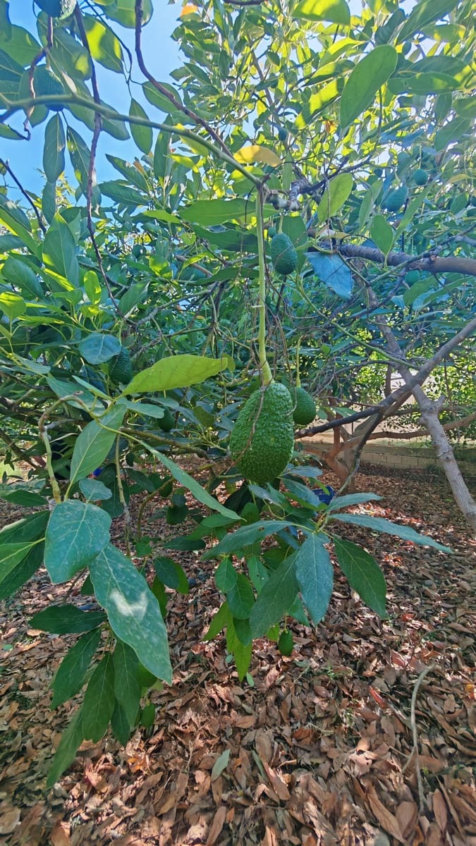 Finca/Landgut zu verkaufen in Torrox-Costa - 90.000 € (Ref: 9111838)