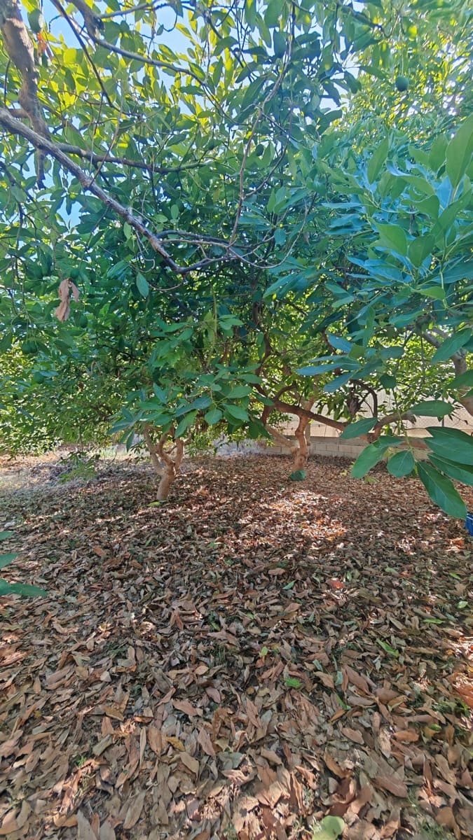 Finca/Landgut zu verkaufen in Torrox-Costa - 90.000 € (Ref: 9111838)