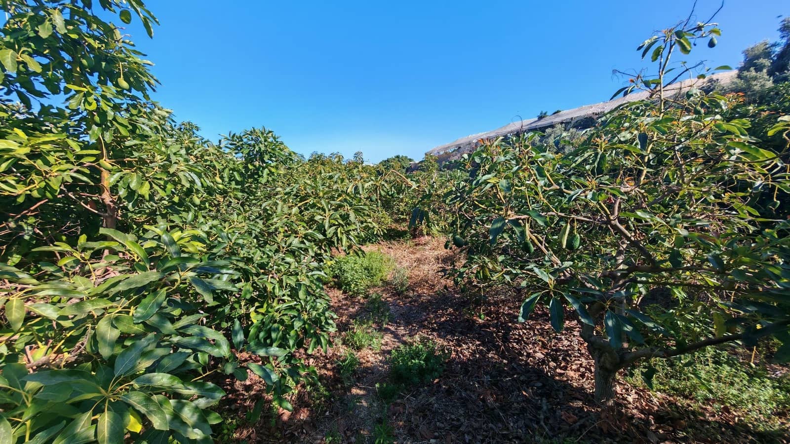 Finca/Landgut zu verkaufen in Torrox-Costa - 90.000 € (Ref: 9111838)