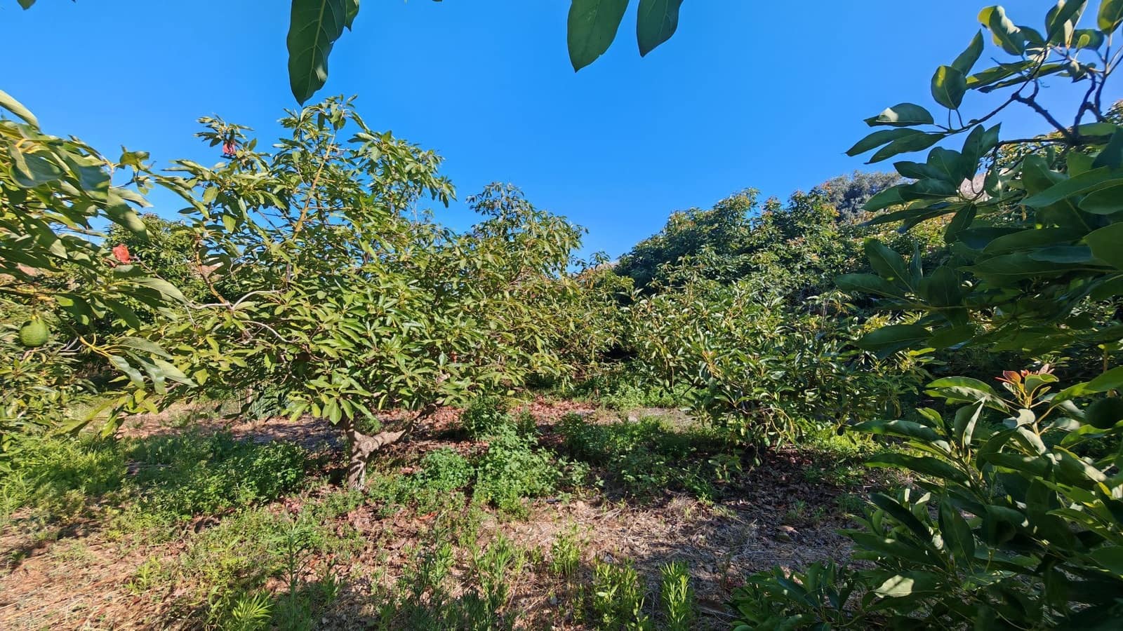 Finca/Landgut zu verkaufen in Torrox-Costa - 90.000 € (Ref: 9111838)