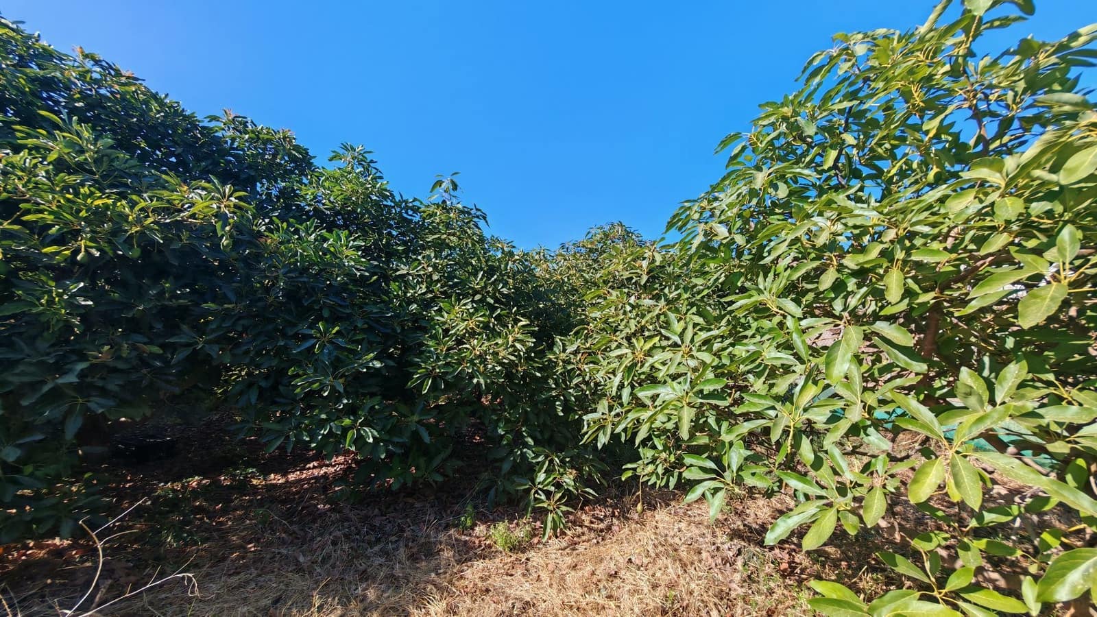 Finca/Landgut zu verkaufen in Torrox-Costa - 90.000 € (Ref: 9111838)