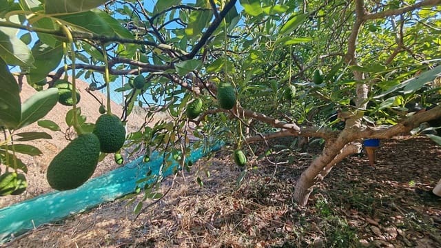 Finca/Hus på landet till salu i Torrox-Costa, Torrox - 90 000 € (Ref: 9111838)