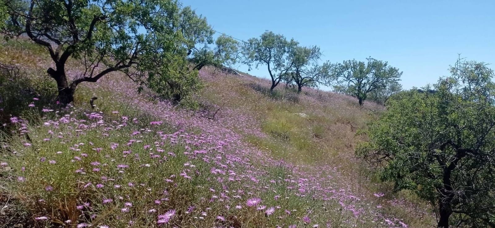 Finka/Dom wiejski na sprzedaż w Iznate - 56 000 € (Ref: 9275814)