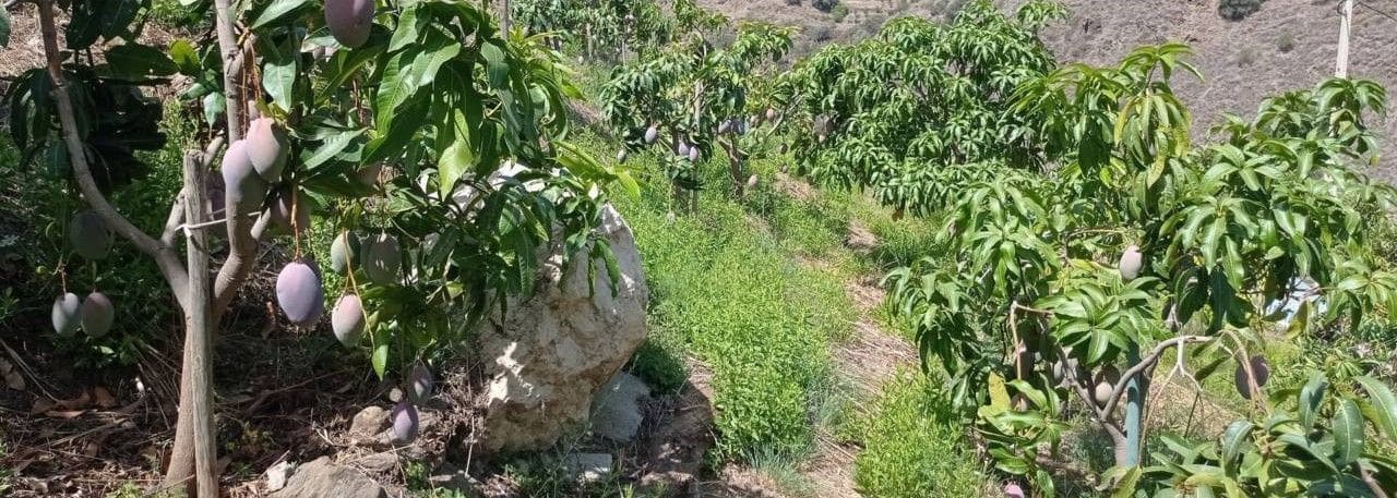 4 sypialnia Willa na sprzedaż w Algarrobo - 165 000 € (Ref: 9290955)