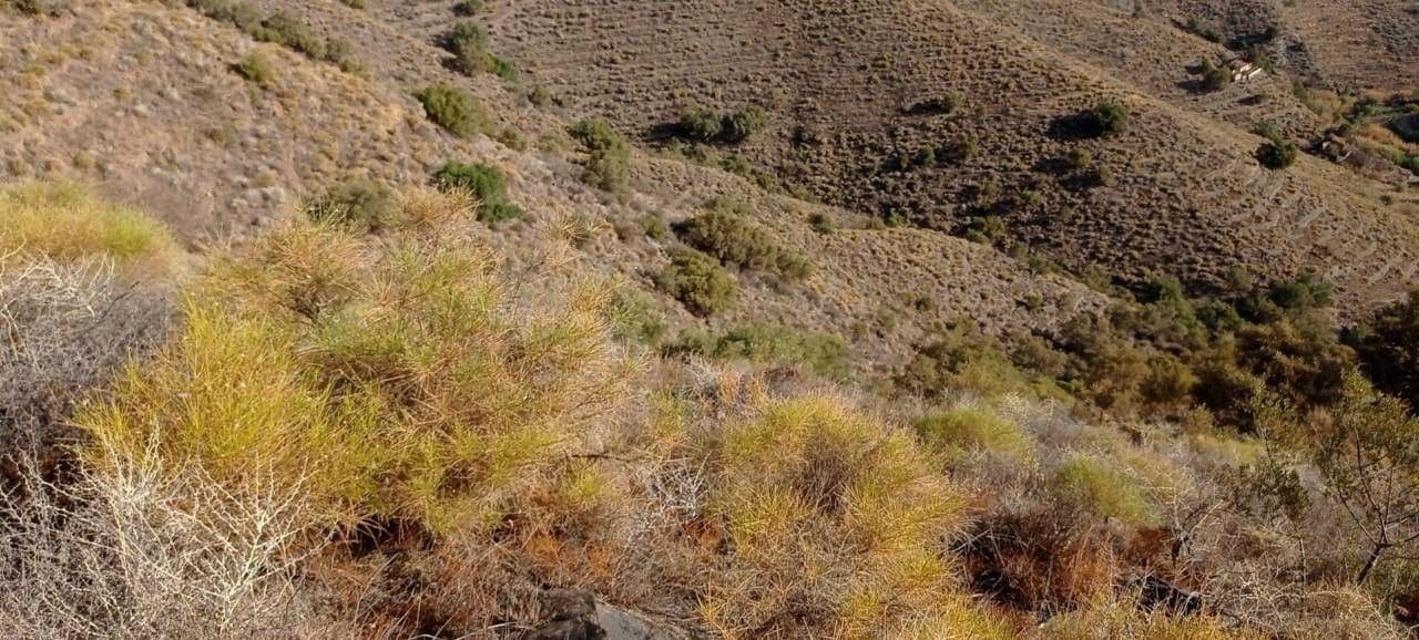 Finca/Hus på landet till salu i Torrox-Costa - 24 900 € (Ref: 9290960)