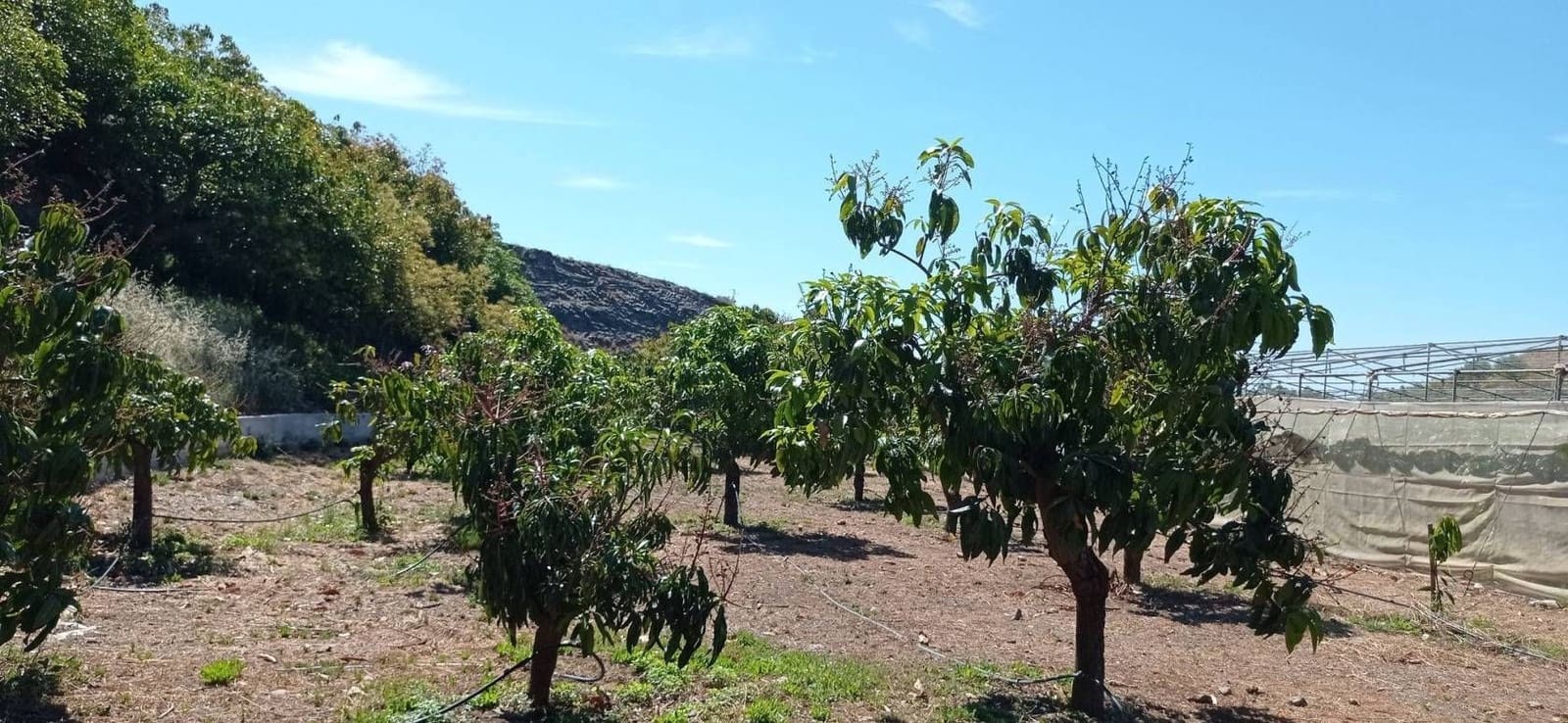 Finca/Hus på landet till salu i Almayate - 300 000 € (Ref: 9410518)