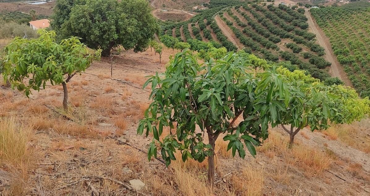 Chalet de 2 habitaciones en Vélez-Málaga en venta - 525.000 € (Ref: 9410519)