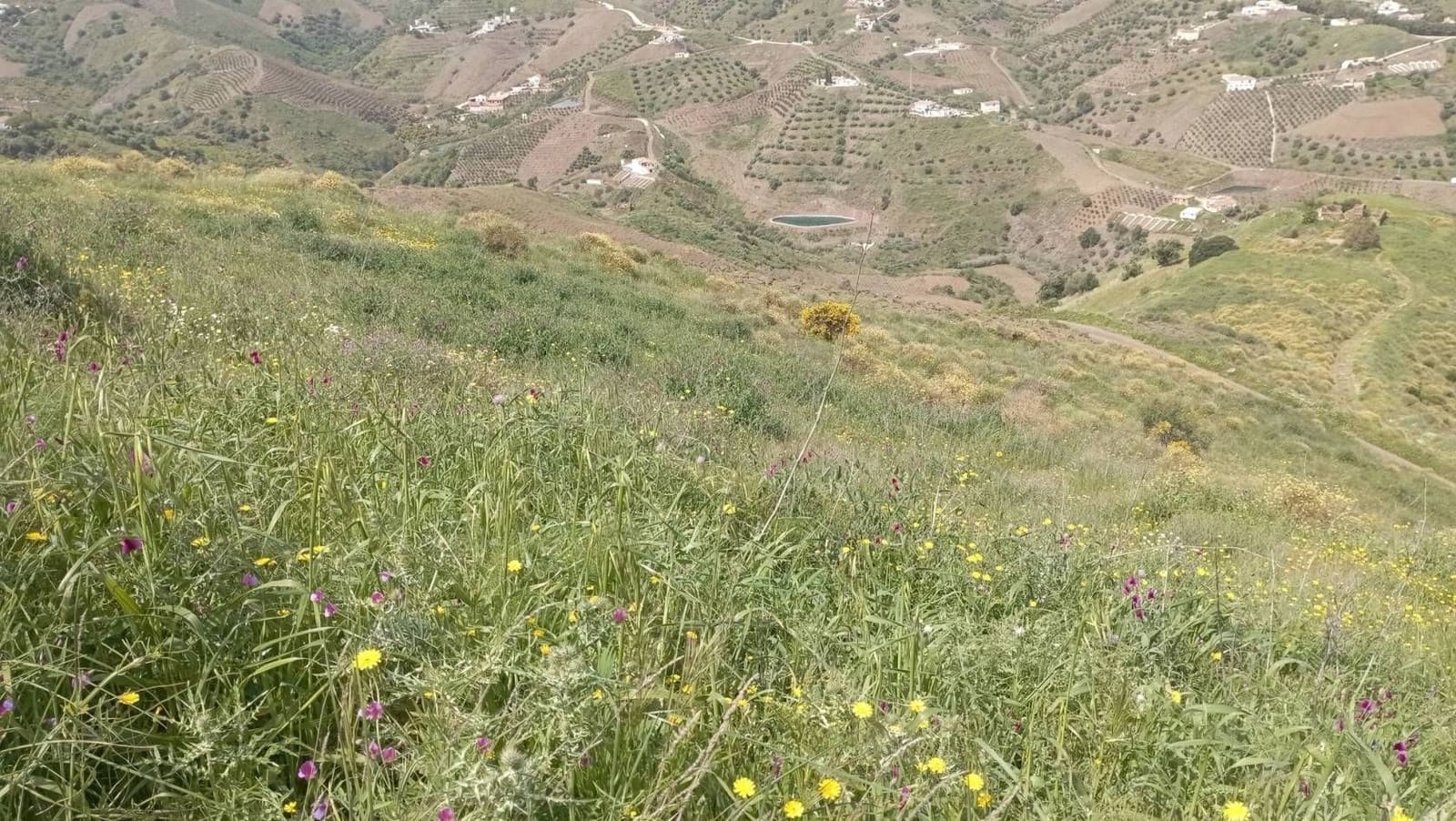 Quinta/Casa Rural para venda em Almachar - 29 900 € (Ref: 9560887)