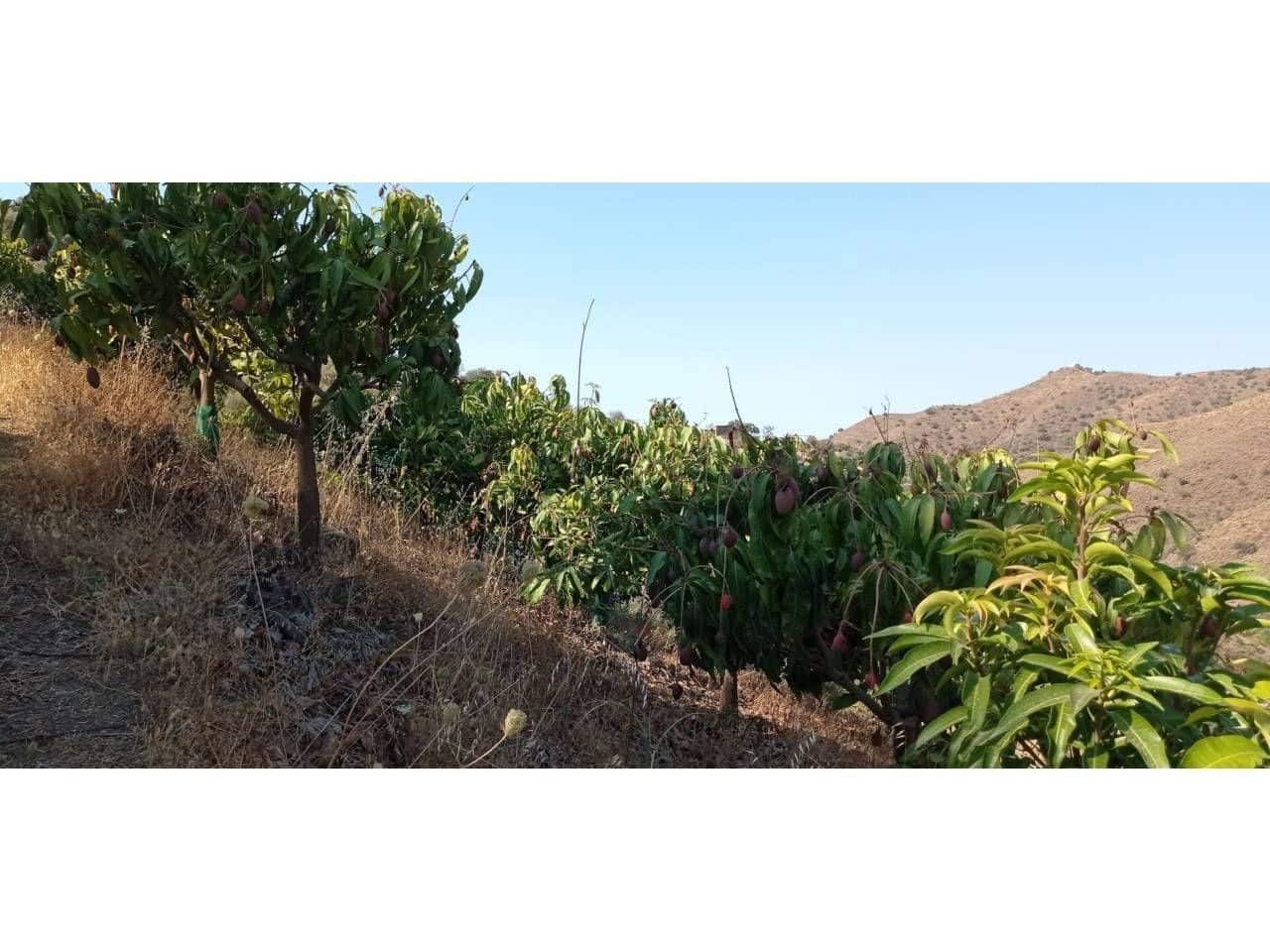 1 slaapkamer Finca/Landhuis te koop in Torrox-Costa - € 140.000 (Ref: 9560894)