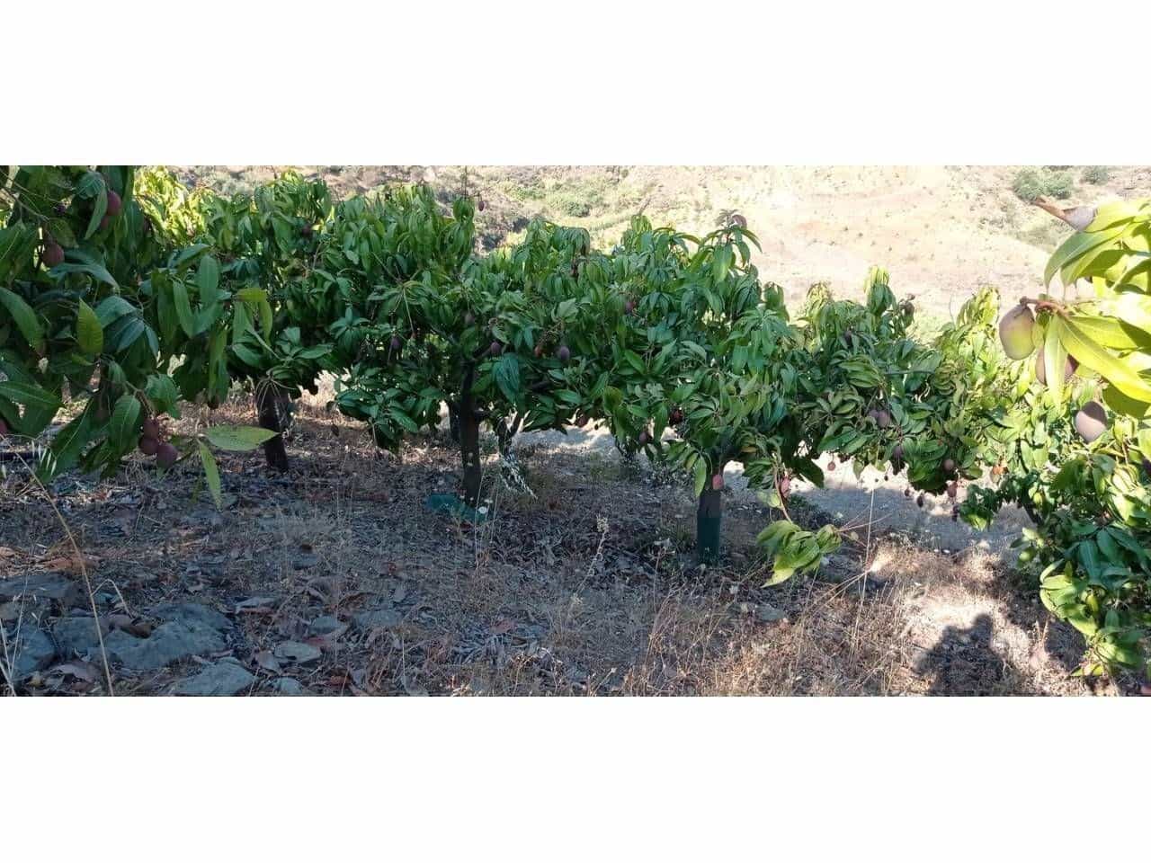 1 slaapkamer Finca/Landhuis te koop in Torrox-Costa - € 140.000 (Ref: 9560894)