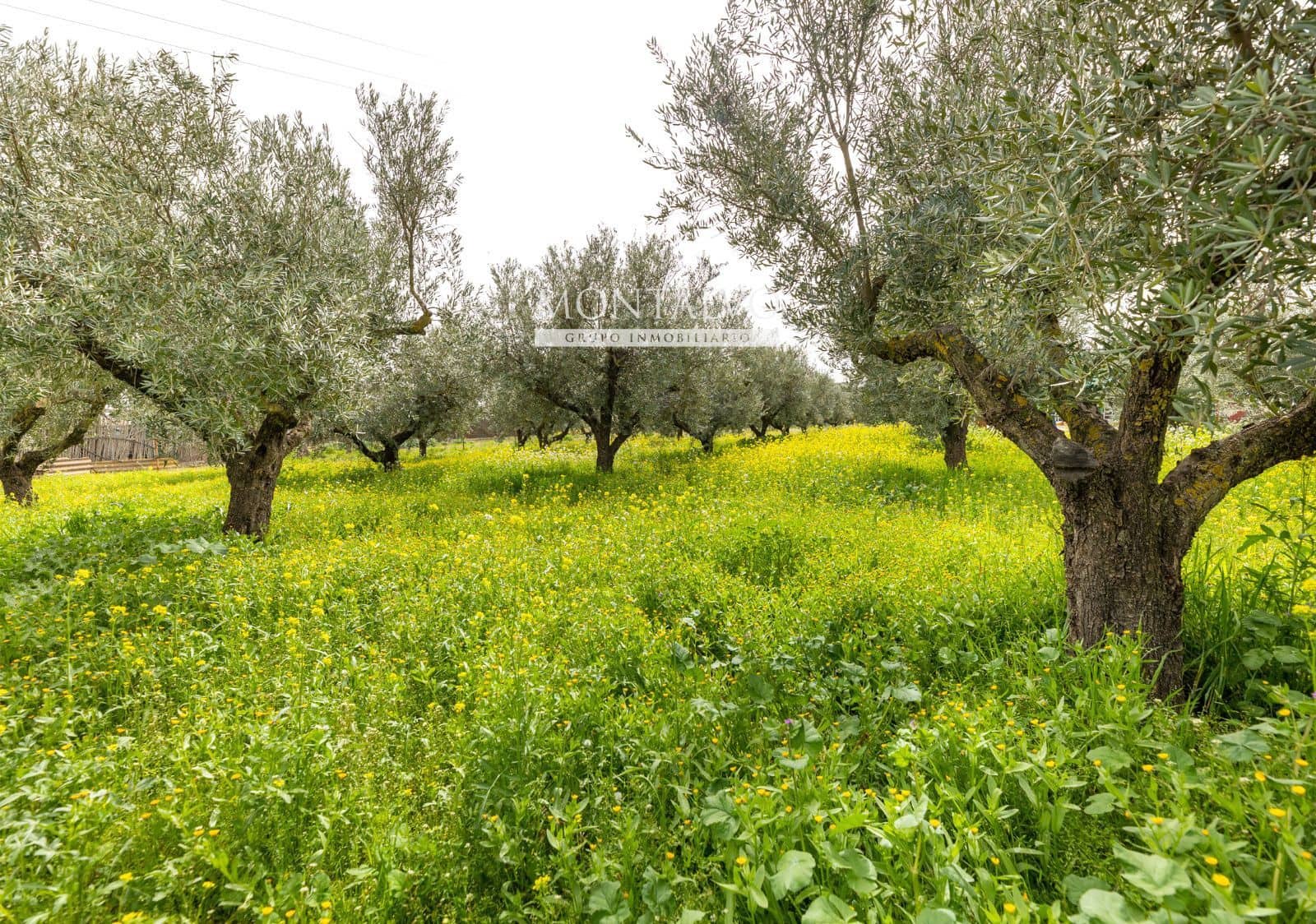 2 Zimmer Villa zu verkaufen in Santa Fe - 129.000 € (Ref: 9656517)