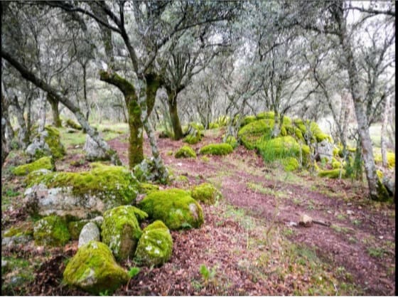 Grunde uden byggetilladelser til salg i Fresnedillas de la Oliva - € 85.000 (Ref: 8592280)