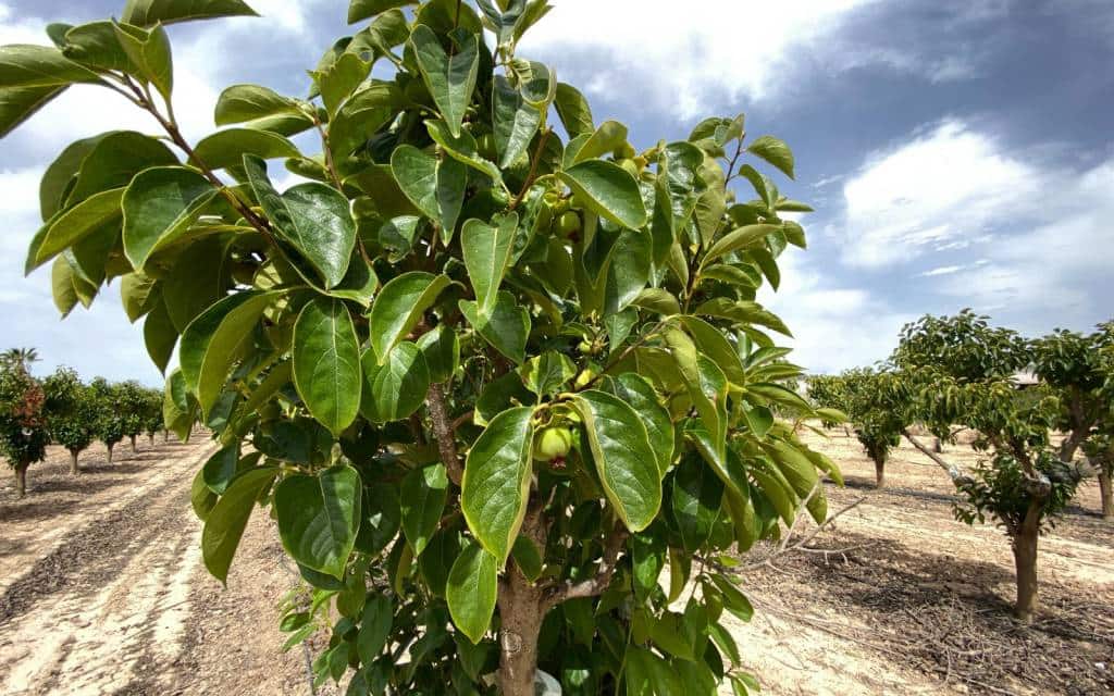 3 makuuhuone Huvila myytävänä paikassa Monforte del Cid mukana uima-altaan 
autotalli - 299 900 € (Ref: 8306059)