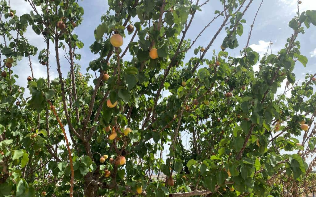 3 makuuhuone Huvila myytävänä paikassa Monforte del Cid mukana uima-altaan 
autotalli - 299 900 € (Ref: 8306059)