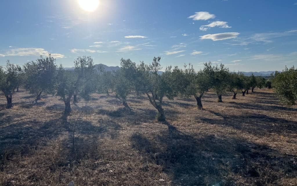 1 slaapkamer Finca/Landhuis te koop in Sax - € 99.995 (Ref: 9227190)