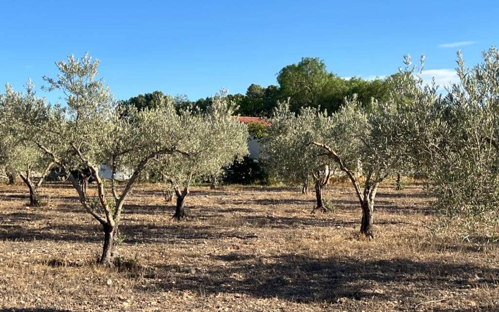 1 slaapkamer Finca/Landhuis te koop in Sax - € 99.995 (Ref: 9227190)