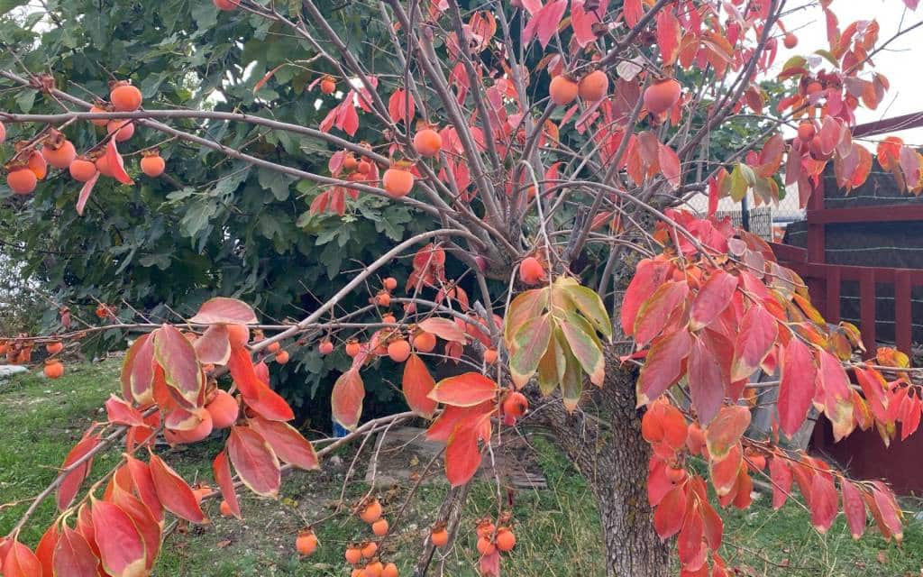 7 slaapkamer Finca/Landhuis te koop in Sax met garage - € 219.995 (Ref: 9394252)