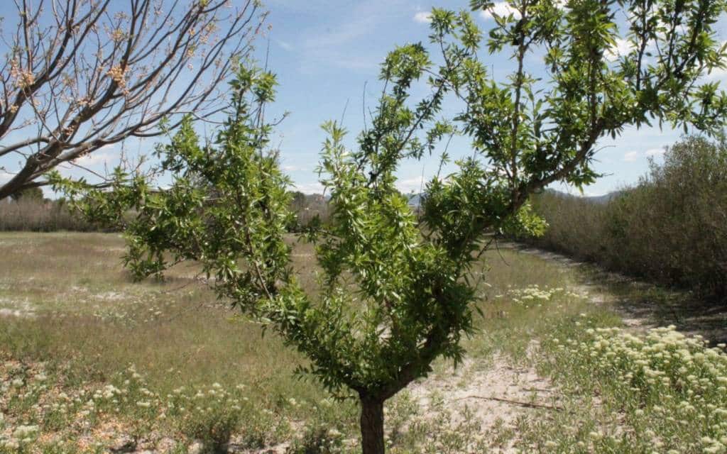 3 bedroom Villa for sale in Villena - € 269,000 (Ref: 9434587)