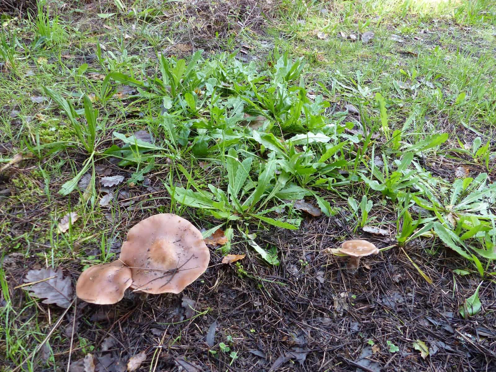 1 soveværelse Finca/Landehus til salg i Massanes - € 59.000 (Ref: 5811555)