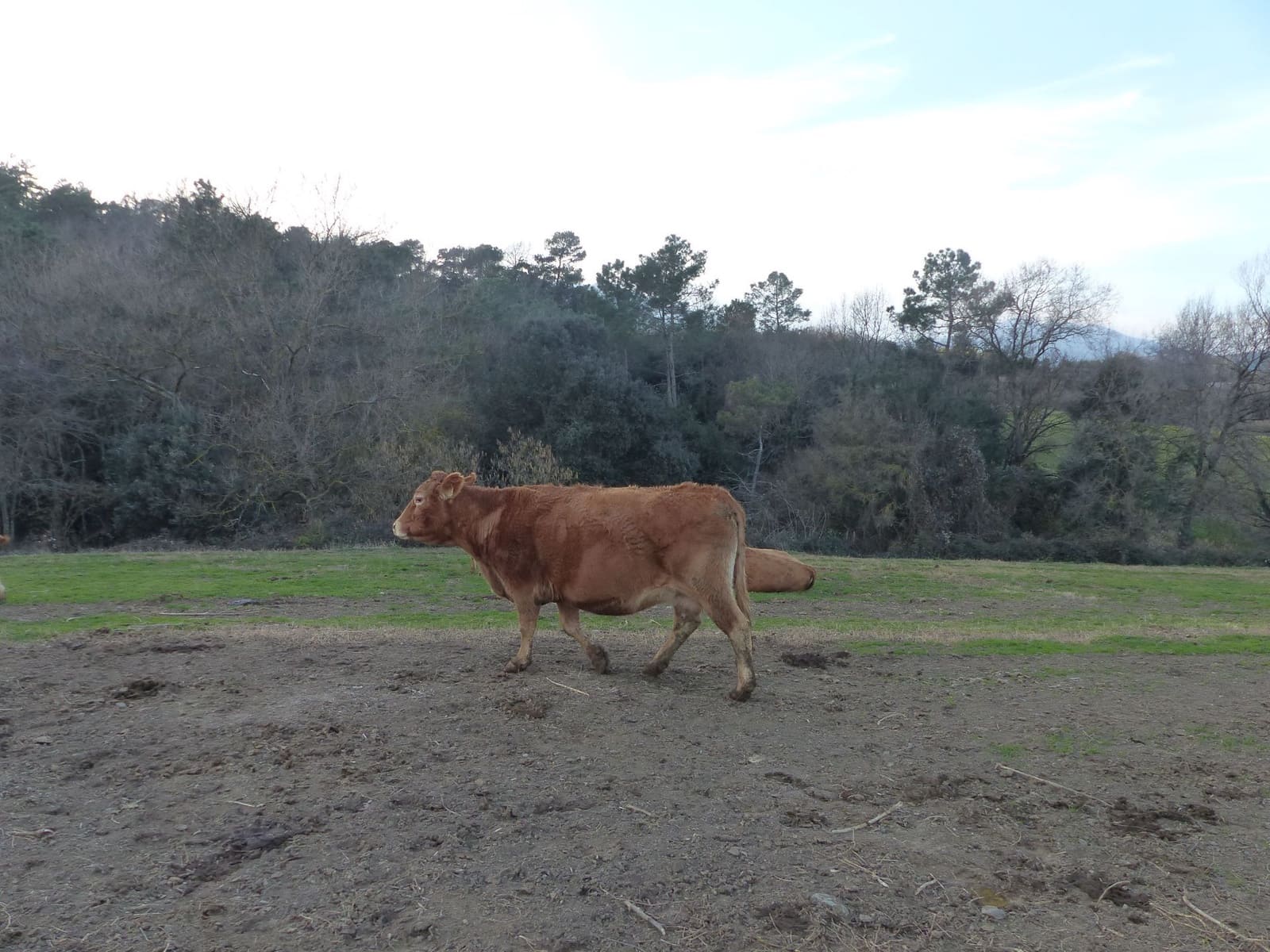 1 sypialnia Finka/Dom wiejski na sprzedaż w Bescano - 650 000 € (Ref: 6107200)