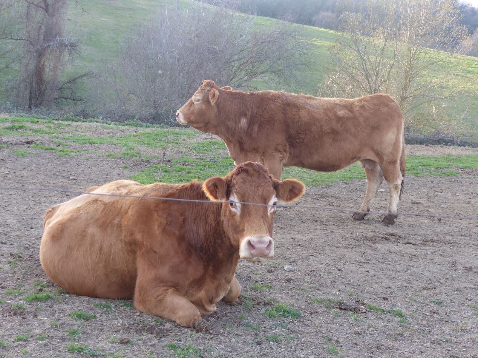 1 sypialnia Finka/Dom wiejski na sprzedaż w Bescano - 650 000 € (Ref: 6107200)