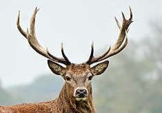 8 bedroom Villa for sale in Cistella with pool garage - € 4,500,000 (Ref: 8556173)